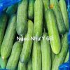 Hạt Giống Dưa Leo TUTO NGỌC NHƯ Ý 68 - Ảnh 2