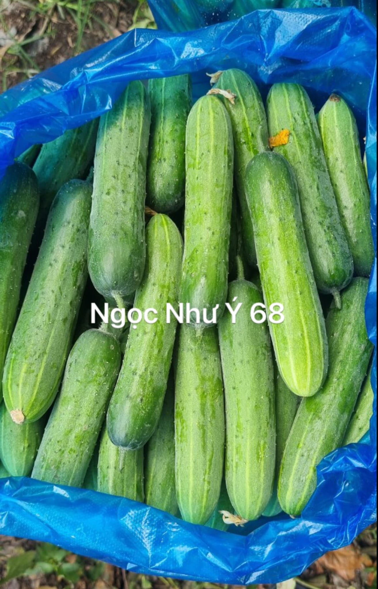 Hạt Giống Dưa Leo TUTO NGỌC NHƯ Ý 68 - Ảnh 2