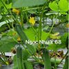 Hạt Giống Dưa Leo TUTO NGỌC NHƯ Ý 68 - Ảnh 3