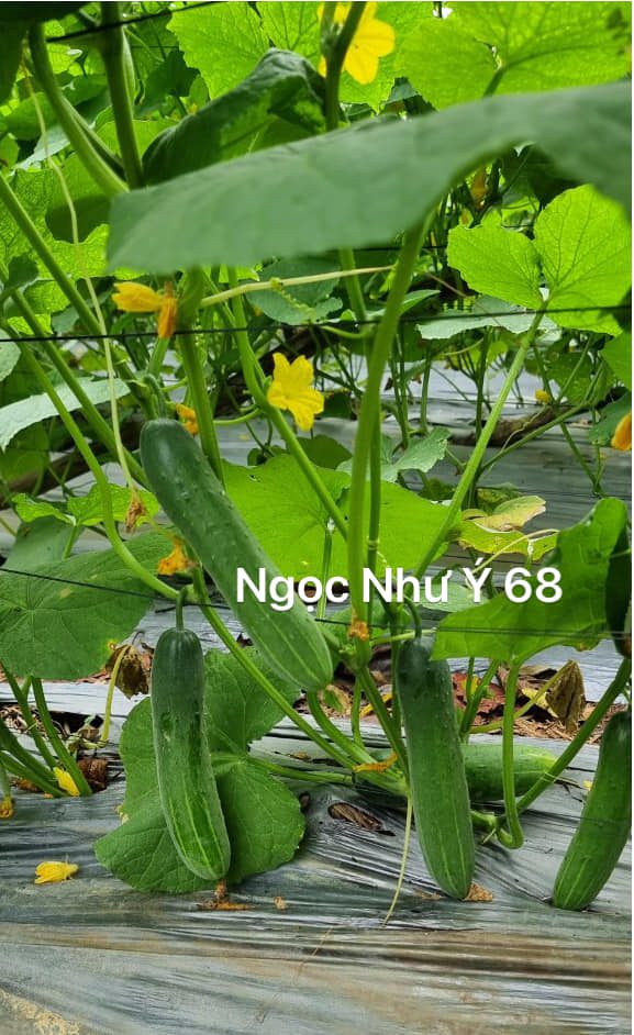 Hạt Giống Dưa Leo TUTO NGỌC NHƯ Ý 68 - Ảnh 3