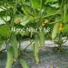 Hạt Giống Dưa Leo TUTO NGỌC NHƯ Ý 68 - Ảnh 7
