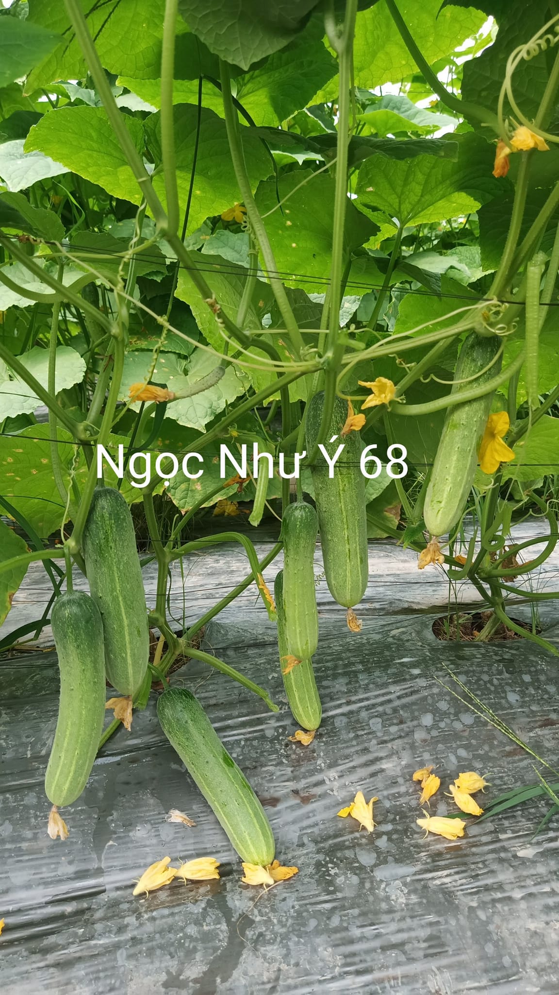Hạt Giống Dưa Leo TUTO NGỌC NHƯ Ý 68 - Ảnh 7