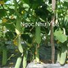 Hạt Giống Dưa Leo TUTO NGỌC NHƯ Ý 68 - Ảnh 8