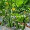 Hạt Giống Dưa Leo TUTO NGỌC NHƯ Ý 68 - Ảnh 9