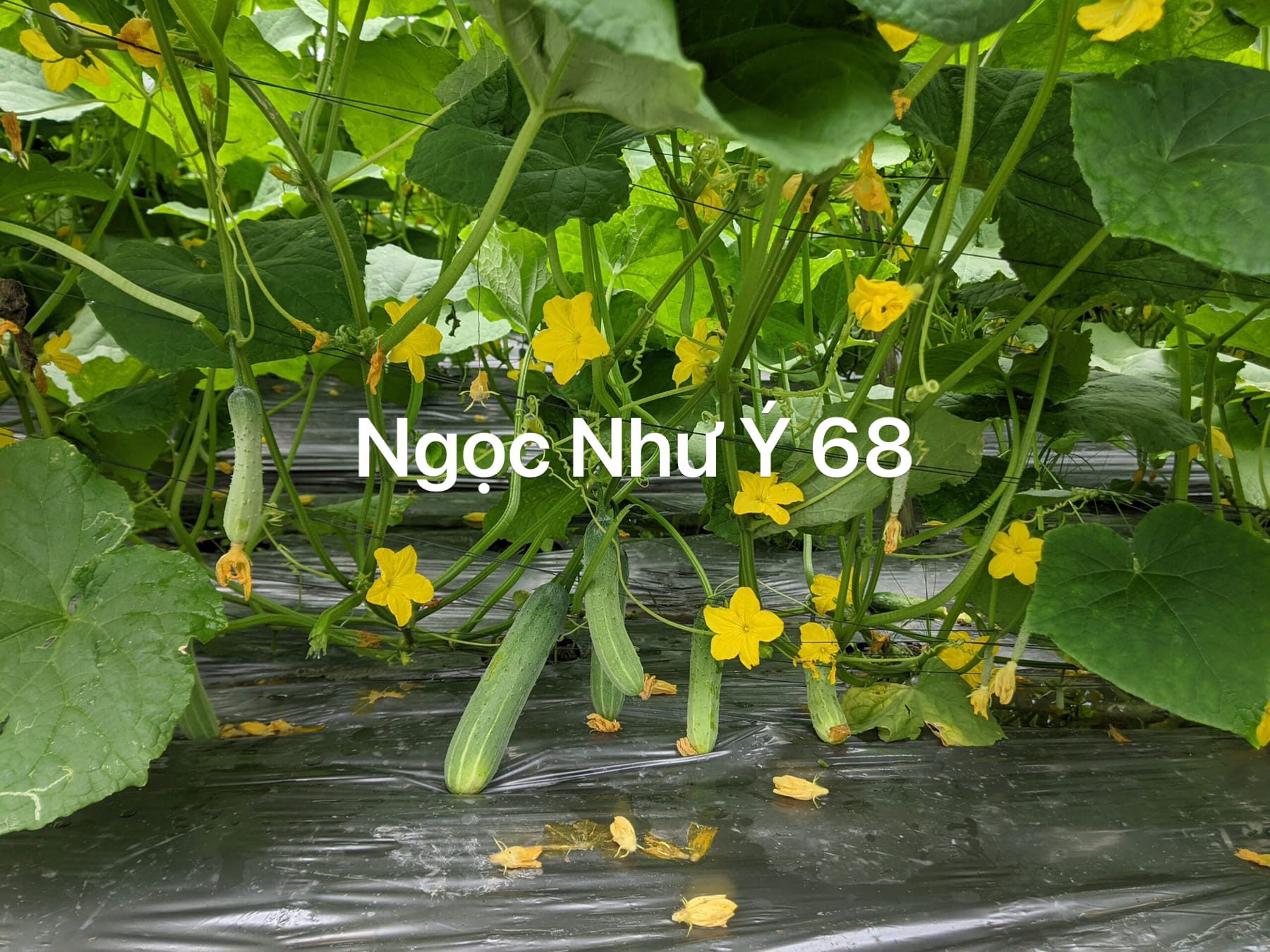 Hạt Giống Dưa Leo TUTO NGỌC NHƯ Ý 68 - Ảnh 10