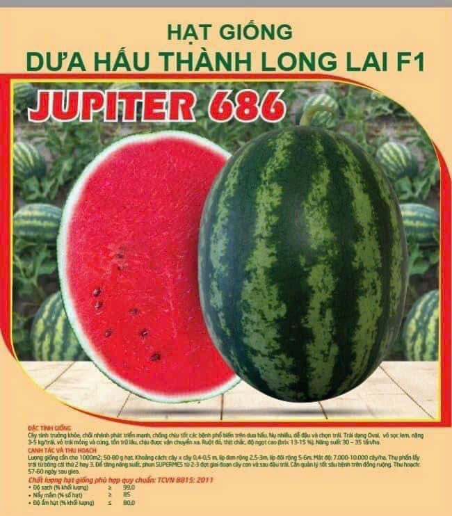 hạt giống Dưa hấu Thành long  lai F1 JUPITER 686 (510H)