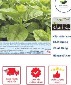 HẠT GIỐNG MỒNG TƠI LÁ TO CHÁNH PHONG