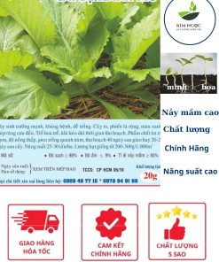 HẠT GIỐNG CẢI BẸ XANH MỠ 20G CHÁNH PHONG