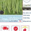 HẠT GIỐNG ĐẬU COVE ĐEN 100GR CHÁNH PHONG