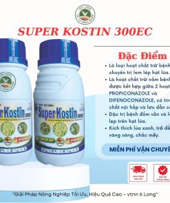 SUPER KOSTIN sáng trái Kích thích lúa xanh, mịn đều hạt vàng sáng, chắc mẩy