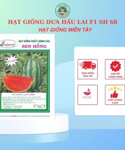 HẠT GIỐNG DƯA HẤU F1 SH 68 SEN HỒNG