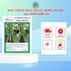 HẠT GIỐNG SEN HỒNG 0931.009.377 - Ảnh 9