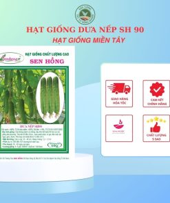 DƯA LEO NẾP SH90 SEN HỒNG