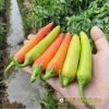 Hạt giống Ớt Sừng Vàng Đồng Tiền vàng - Yellow Horn 12
