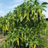 Hạt giống Ớt Sừng Vàng Đồng Tiền vàng - Yellow Horn 12 - Ảnh 3