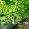 Hạt giống Dưa Leo NGỌC NHƯ Ý 68 - Ảnh 17