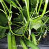 Hạt giống Dưa Leo NGỌC NHƯ Ý 68 - Ảnh 13