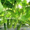 Hạt giống Dưa Leo NGỌC NHƯ Ý 68 - Ảnh 12