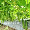 Hạt giống Dưa Leo NGỌC NHƯ Ý 68 - Ảnh 2