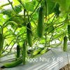 Hạt giống Dưa Leo NGỌC NHƯ Ý 68 - Ảnh 3