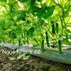 Hạt giống Dưa Leo NGỌC NHƯ Ý 68 - Ảnh 6