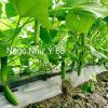 Hạt giống Dưa Leo NGỌC NHƯ Ý 68 - Ảnh 9