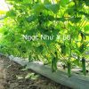 Hạt giống Dưa Leo NGỌC NHƯ Ý 68 - Ảnh 10