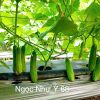 Hạt giống Dưa Leo NGỌC NHƯ Ý 68 - Ảnh 11