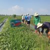 Gói 20gr Hạt giống Dưa Hấu lai F1 Phù Sa Ngọt LỘC TRỜI - Ảnh 7
