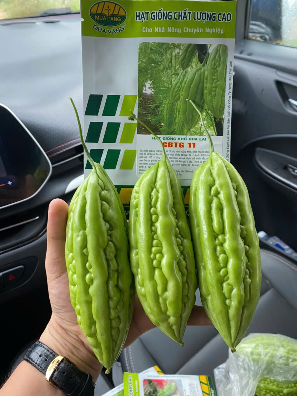 gói tầm 100 Hạt giống Khổ qua trái lỡ Mùa Vàng bội thu