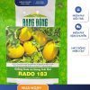 GÓI 0.5 GRAM – HẠT GIỐNG DƯA LÊ VÀNG TRÁI DÀI RADO 183 RẠNG ĐÔNG