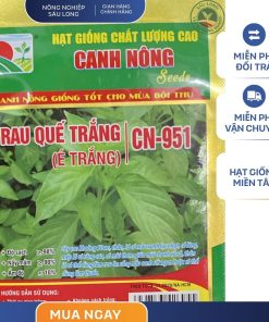 GÓI 5 GRAM - HẠT GIỐNG RAU QUẾ TRẮNG CN951 CANH NÔNG