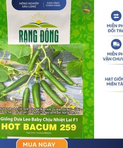 GÓI 5 HẠT – HẠT GIỐNG DƯA LEO BABY CHỊU NHIỆT LAI F1 HOT BACUM 259 RẠNG ĐÔNG
