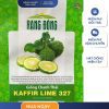 GÓI 10 HẠT – HẠT GIỐNG CHANH THÁI KAFFIR LIME 327 RẠNG ĐÔNG