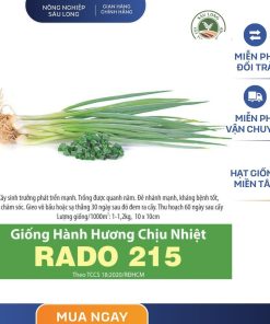 GÓI 2 GRAM - HẠT GIỐNG HÀNH HƯƠNG CHỊU NHIỆT RADO 215 RẠNG ĐÔNG