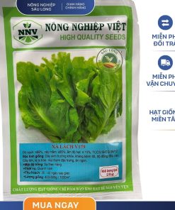 GÓI 20 GRAM - HẠT GIỐNG XÀ LÁCH V179 NÔNG NGHIỆP VIỆT - LÁ TO TRÒN