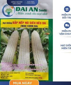 GÓI 100 GRAM - HẠT GIỐNG BẮP NẾP NÙ ĐA ĐẠI AN - NĂNG SUẤT CAO