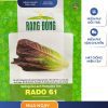 GÓI 2 GRAM - HẠT GIỐNG XÀ LÁCH ROMAINE TÍM RADO 61 RẠNG ĐÔNG