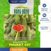 GÓI 20 HẠT – HẠT GIỐNG ĐU ĐỦ THÁI PHUKET 537 RẠNG ĐÔNG