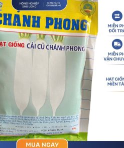 GÓI 100 GRAM - HẠT GIỐNG CẢI CỦ CHÁNH PHONG - NĂNG SUẤT CAO