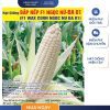 GÓI 100 GRAM - HẠT GIỐNG BẮP NẾP F1 NGỌC NỮ ĐA 01 ĐẠI AN - NĂNG SUẤT CAO