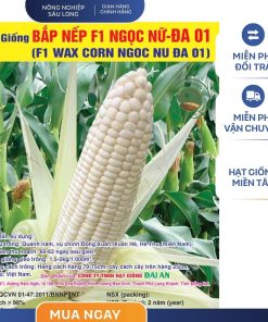 GÓI 50 GRAM - HẠT GIỐNG BẮP NẾP F1 NGỌC NỮ ĐA 01 ĐẠI AN - NĂNG SUẤT CAO