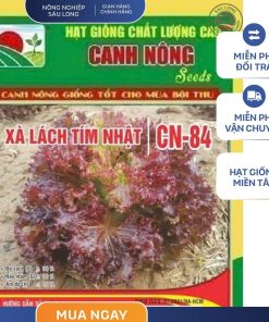 GÓI 2 GRAM - XÀ LÁCH TÍM NHẬT CN84 CANH NÔNG
