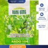 GÓI 50 GRAM - HẠT GIỐNG RAU MẦM CỦ CẢI TRẮNG RADO 104 (HẠT LỚN) RẠNG ĐÔNG