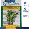 GÓI 100 GRAM - HẠT GIỐNG RAU MUỐNG LÁ TO ĐẠI AN - LÁ BÓNG MƯỢT, NĂNG SUẤT CAO