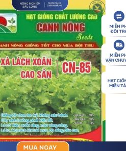 GÓI 5 GRAM - HẠT GIỐNG XÀ LÁCH XOĂN CAO SẢN CN85 CANH NÔNG