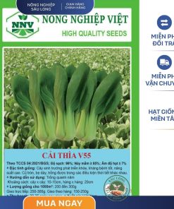 GÓI 20 GRAM - HẠT GIỐNG CẢI THÌA LAI F1 V54 NÔNG NGHIỆP VIỆT - NĂNG SUẤT CAO