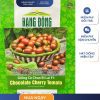 GÓI 3 HẠT – HẠT GIỐNG CÀ CHUA BI LAI F1 CHOCOLATE RẠNG ĐÔNG
