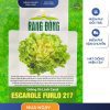 GÓI 5 GRAM – HẠT GIỐNG XÀ LÁCH CAROL ESCAROLE FURLO 217 RẠNG ĐÔNG