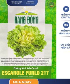 GÓI 5 GRAM – HẠT GIỐNG XÀ LÁCH CAROL ESCAROLE FURLO 217 RẠNG ĐÔNG